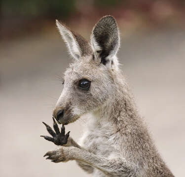 Image of Eastern Gray Kangaroo