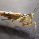 Image of Indian flower mantis