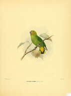 Image of pygmy parrot