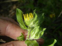 Image of false goldenaster