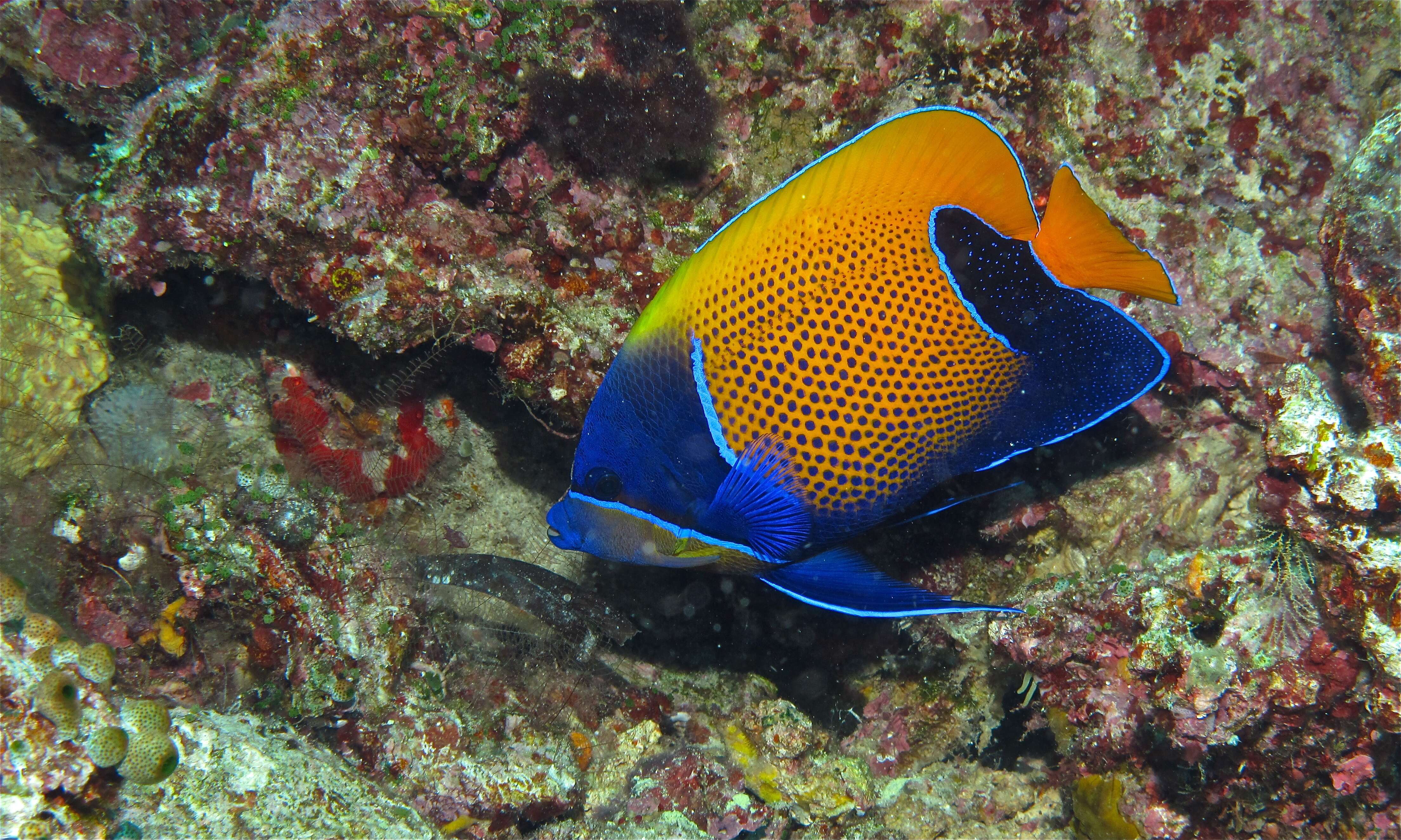 Image of Blue Girdled Angel