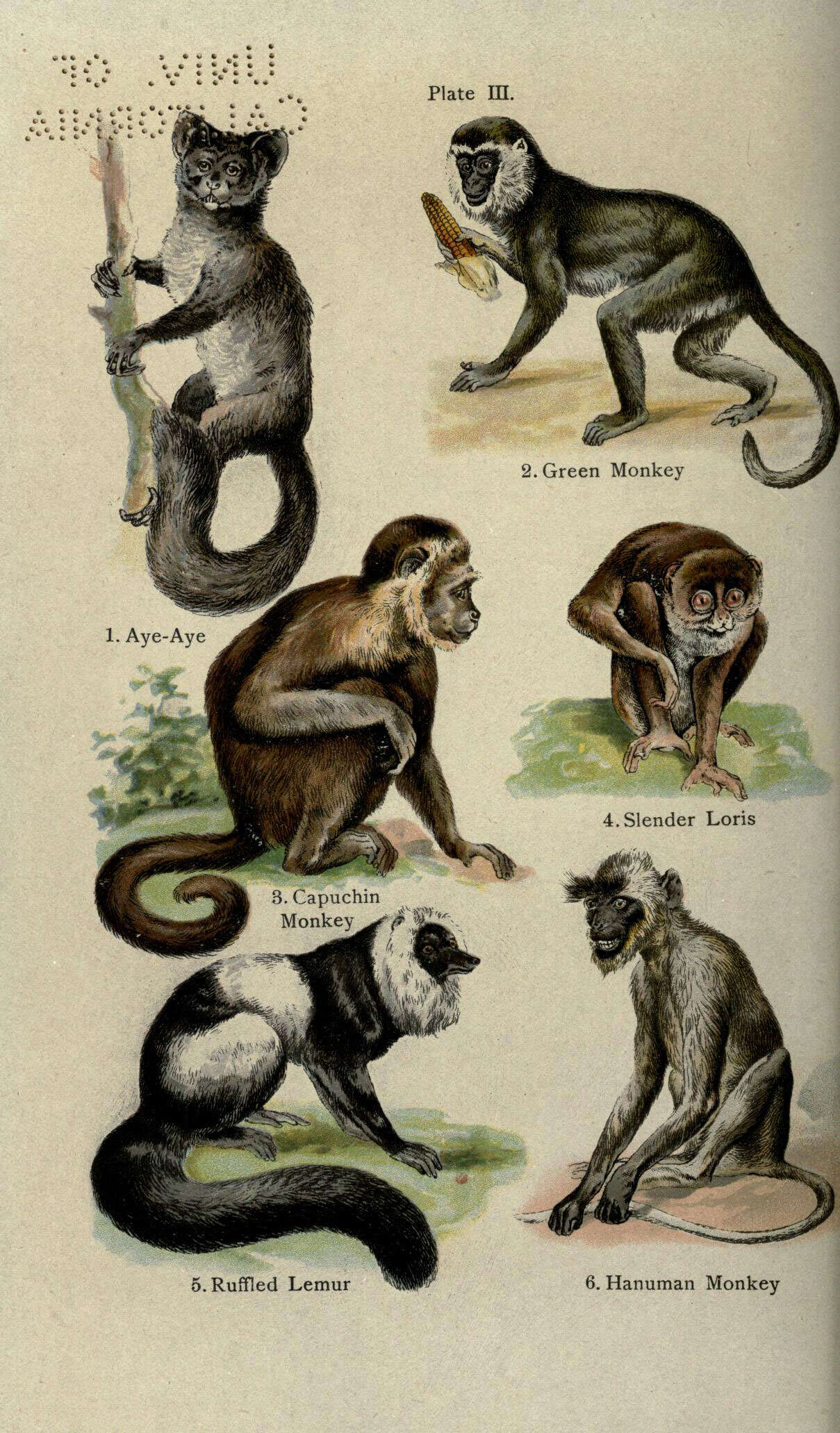 Image of Green monkeys