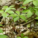 Image of Large Whorled Pogonia