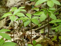 Image of Fiveleaf orchid