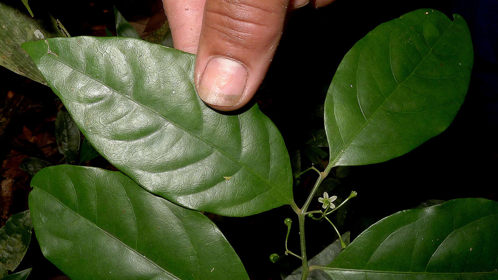 Image of Solanum bahianum S. Knapp