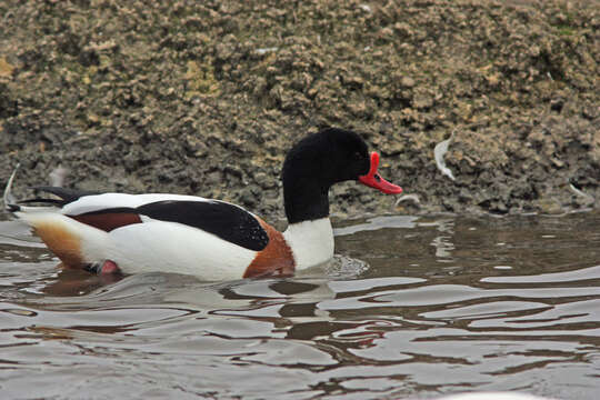 Image of shelduck, common shelduck