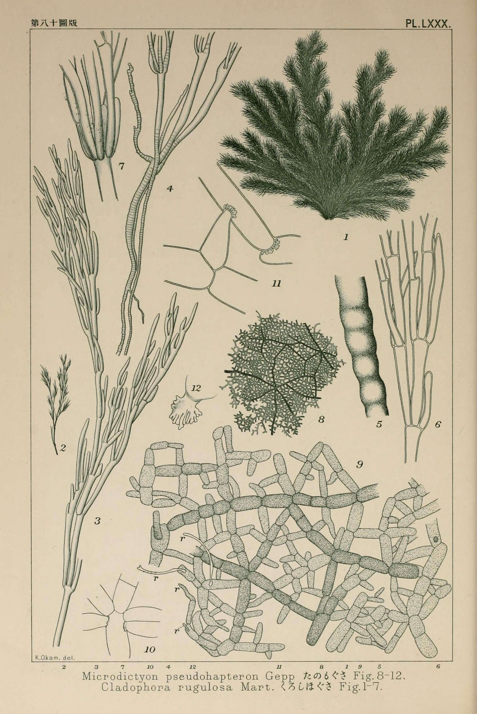 Image de Anadyomenaceae