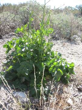 Image of cabbage