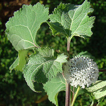 Image of snow squarestem