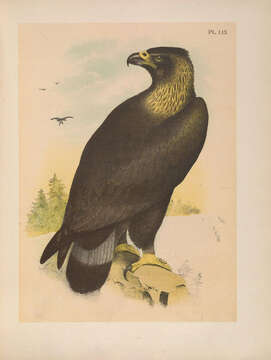 Image of Golden eagle