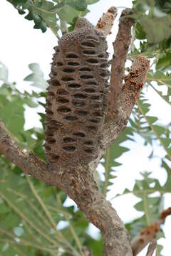 Image of banksia