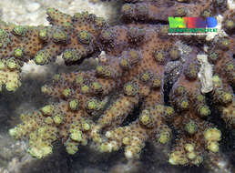 Image of Acropora