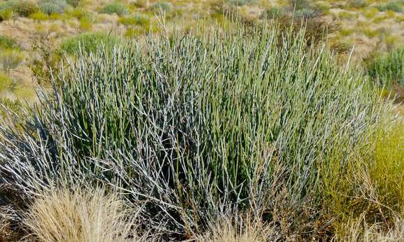 Image of Euphorbia gregaria Marloth