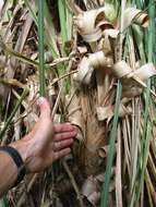 Image of pampas grass