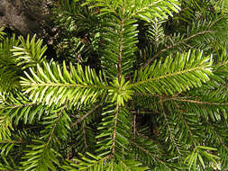 Image of Fir