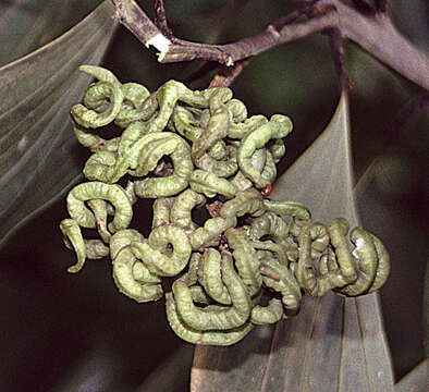 Image of Black wattle