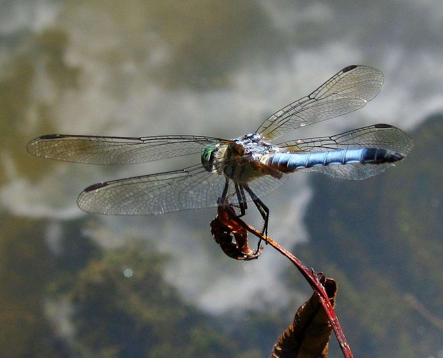 Image of Blue Dasher