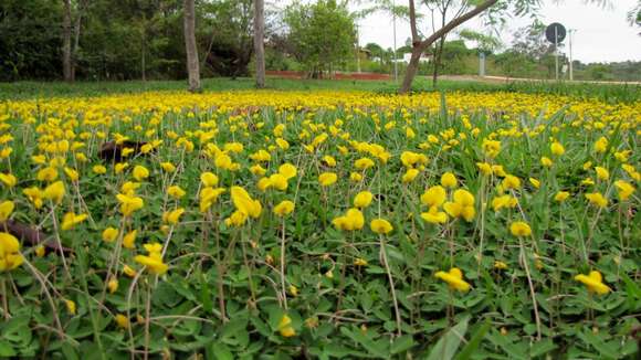 Plancia ëd Arachis repens Handro