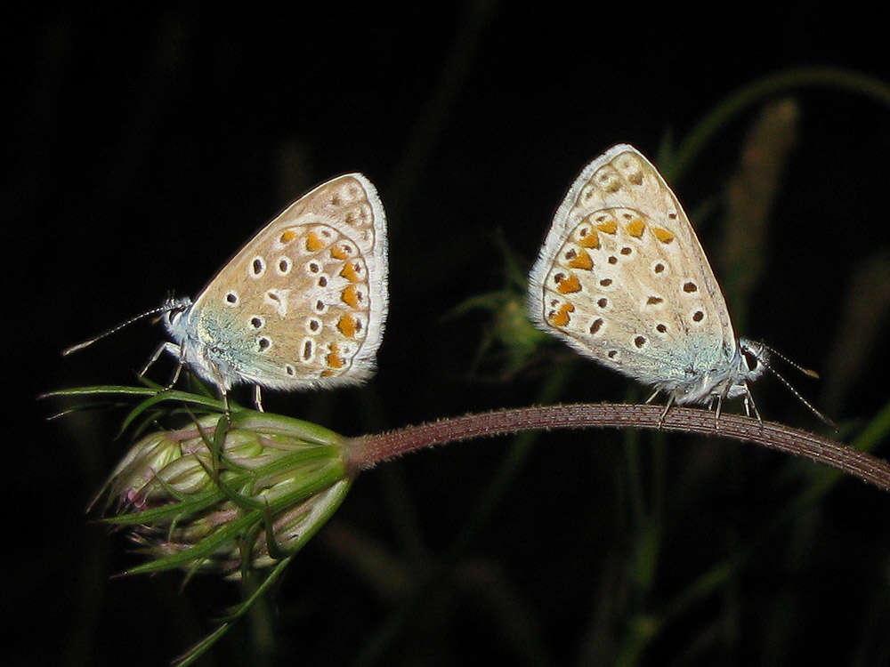 Image of common blue