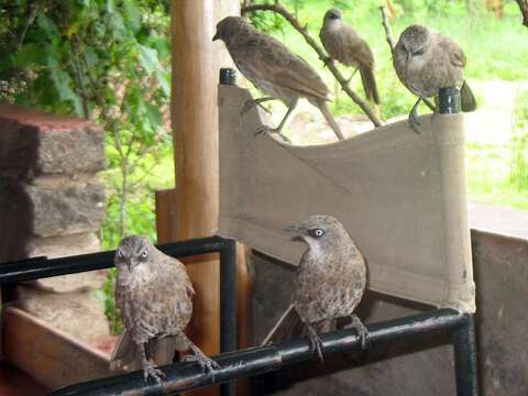 صورة Turdoides melanops (Hartlaub 1867)