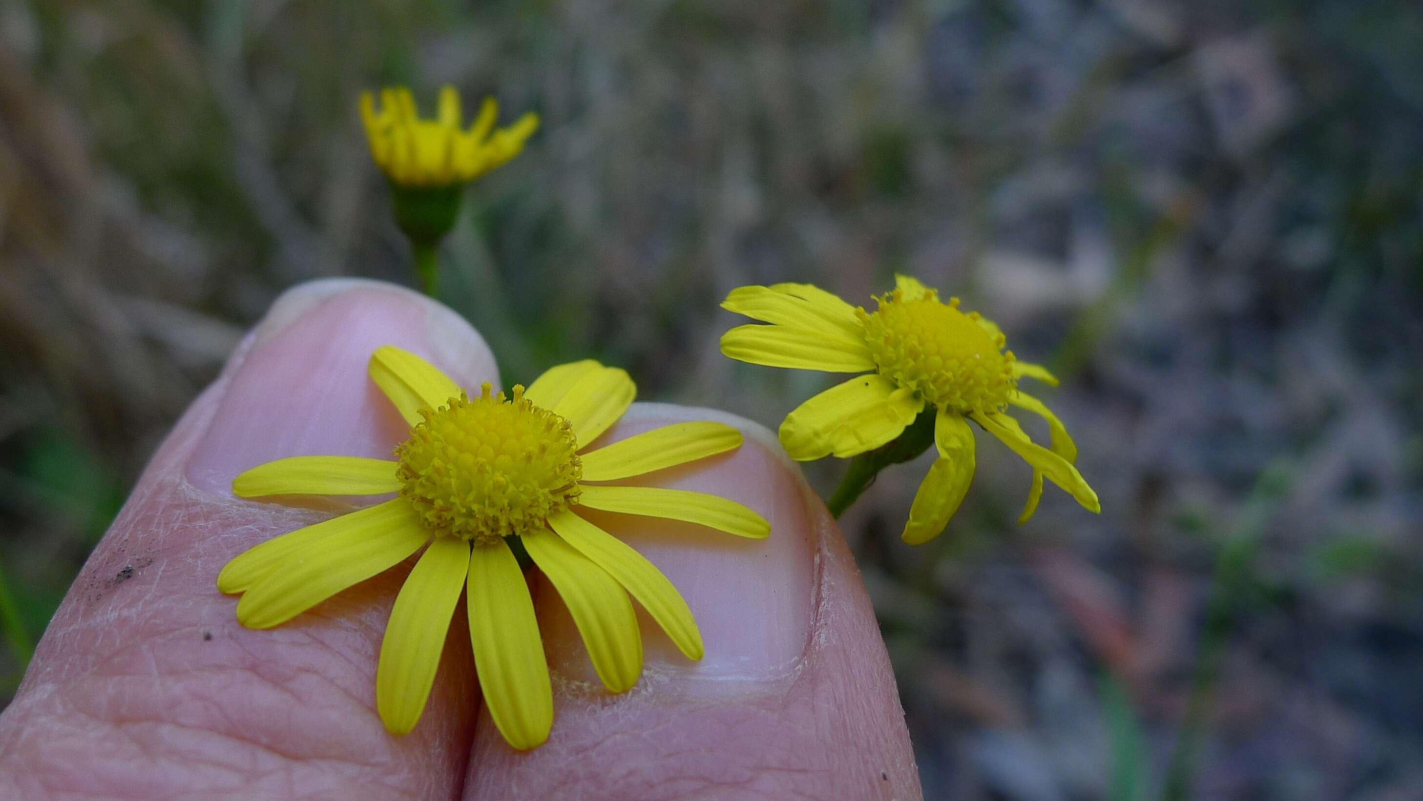 Image of Madagascar ragwort