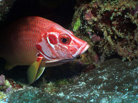 Image of Camouflage Grouper