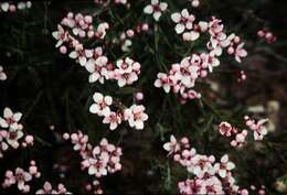 Image of Granite Boronia