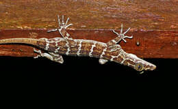 Image of Barking Gecko