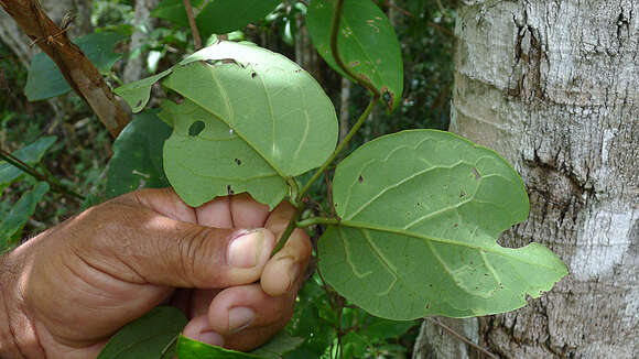 صورة Stigmaphyllon blanchetii C. Anderson