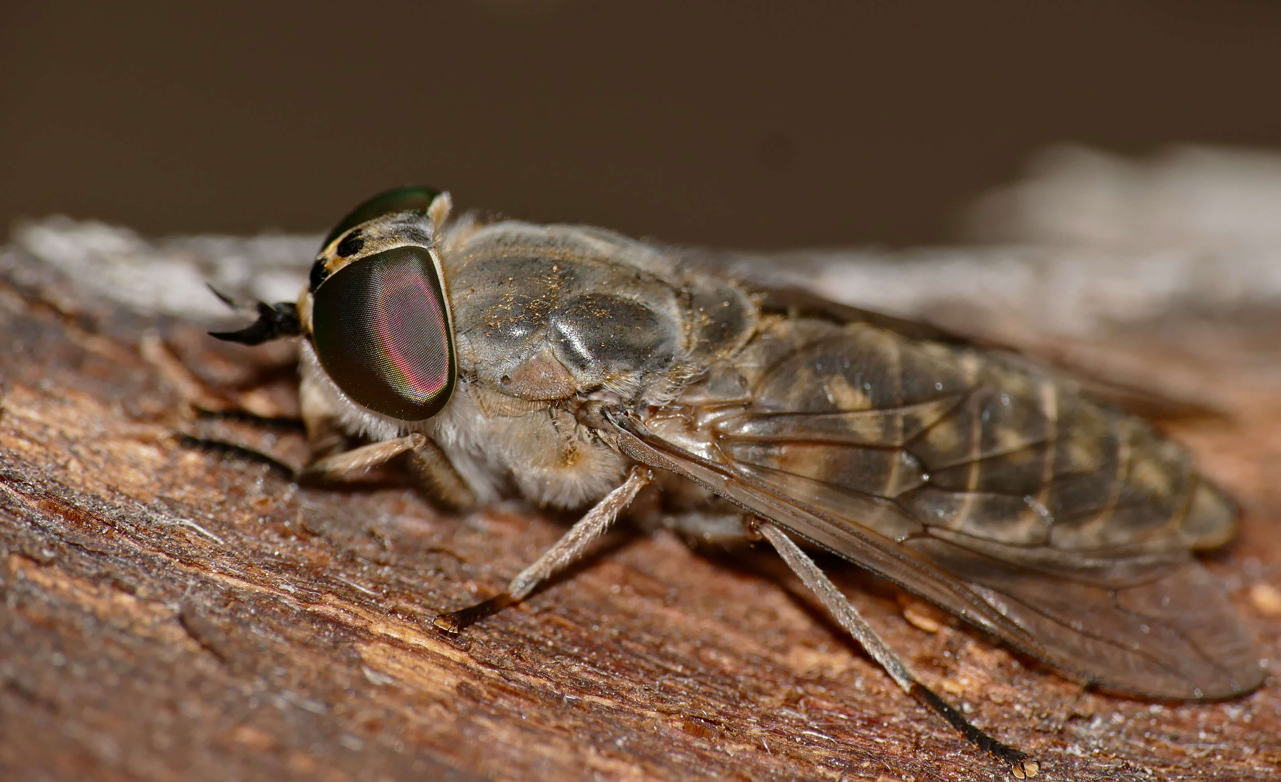 صورة Tabanus bovinus Linnaeus 1758