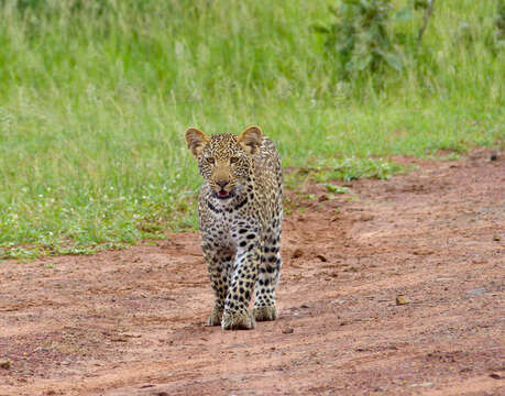 Image of Leopard