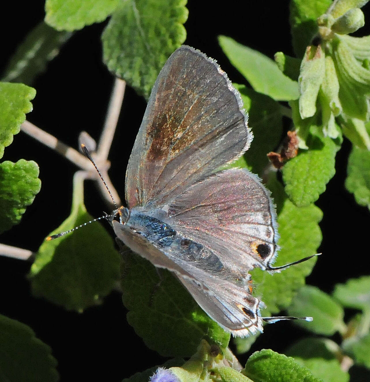 Image of Red-lined Scrub-Hairstreak