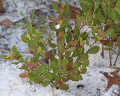 Image of dwarf huckleberry