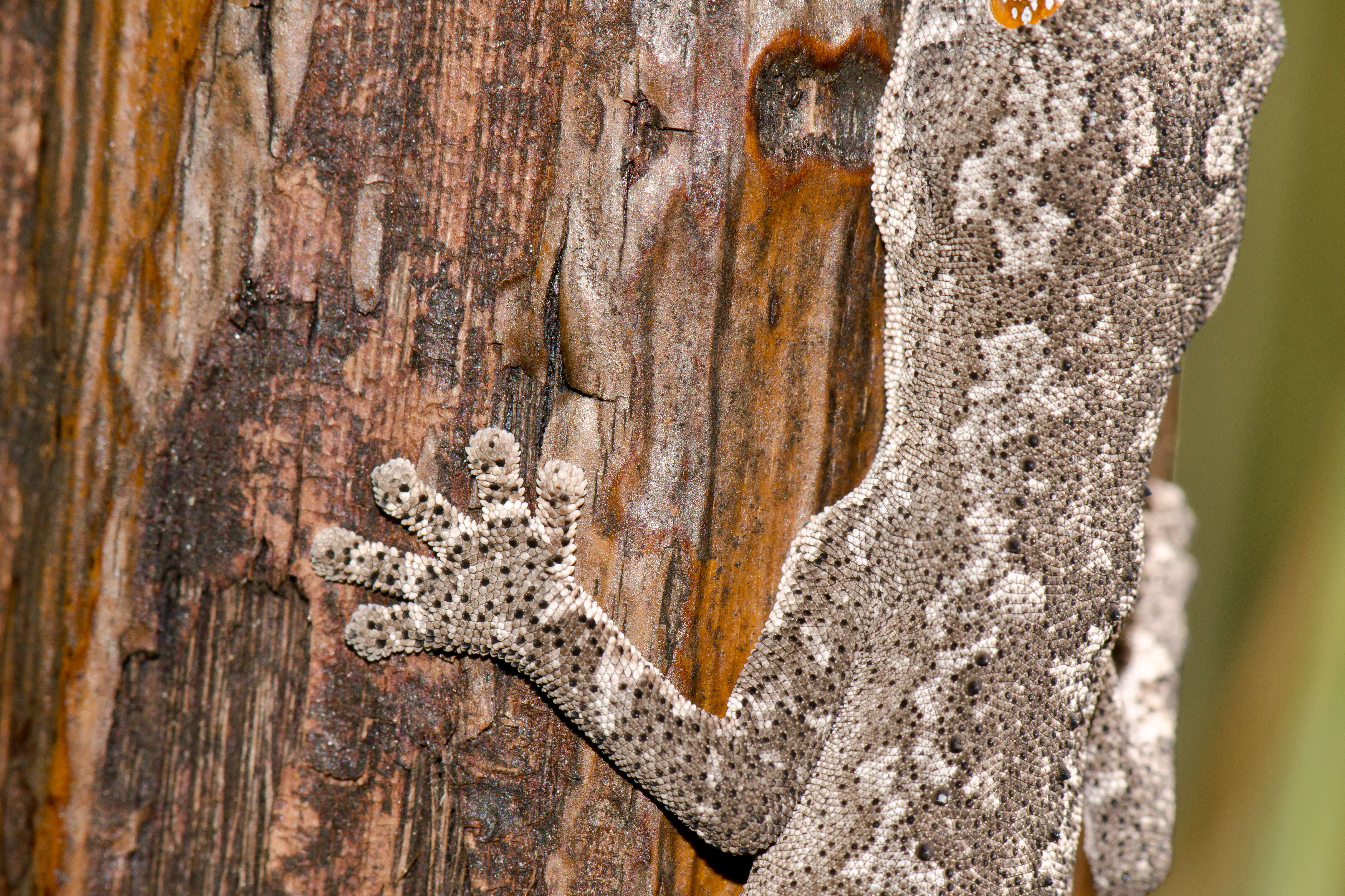 Image de Strophurus spinigerus (Gray 1842)