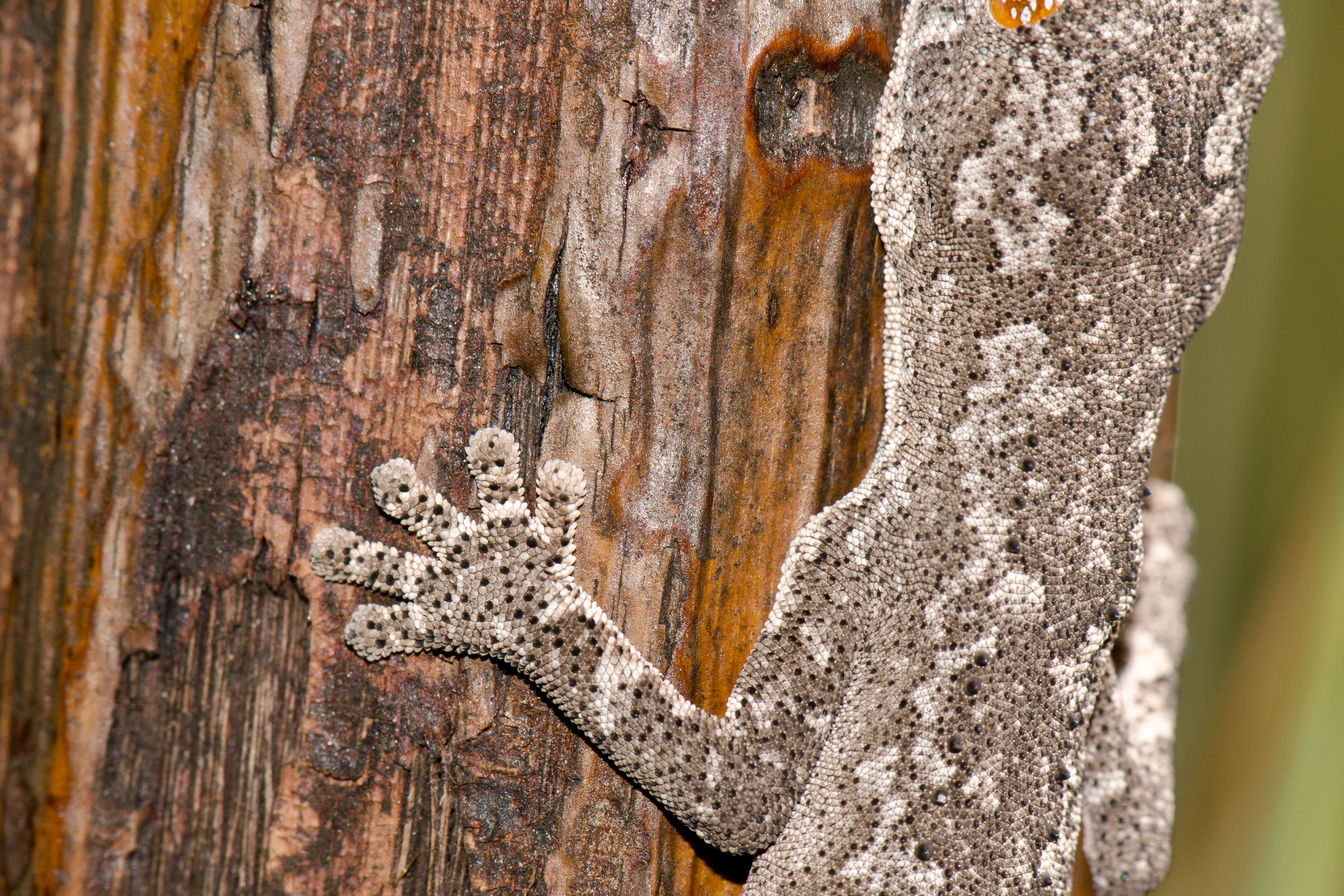 Image of spiny-tailed geckos