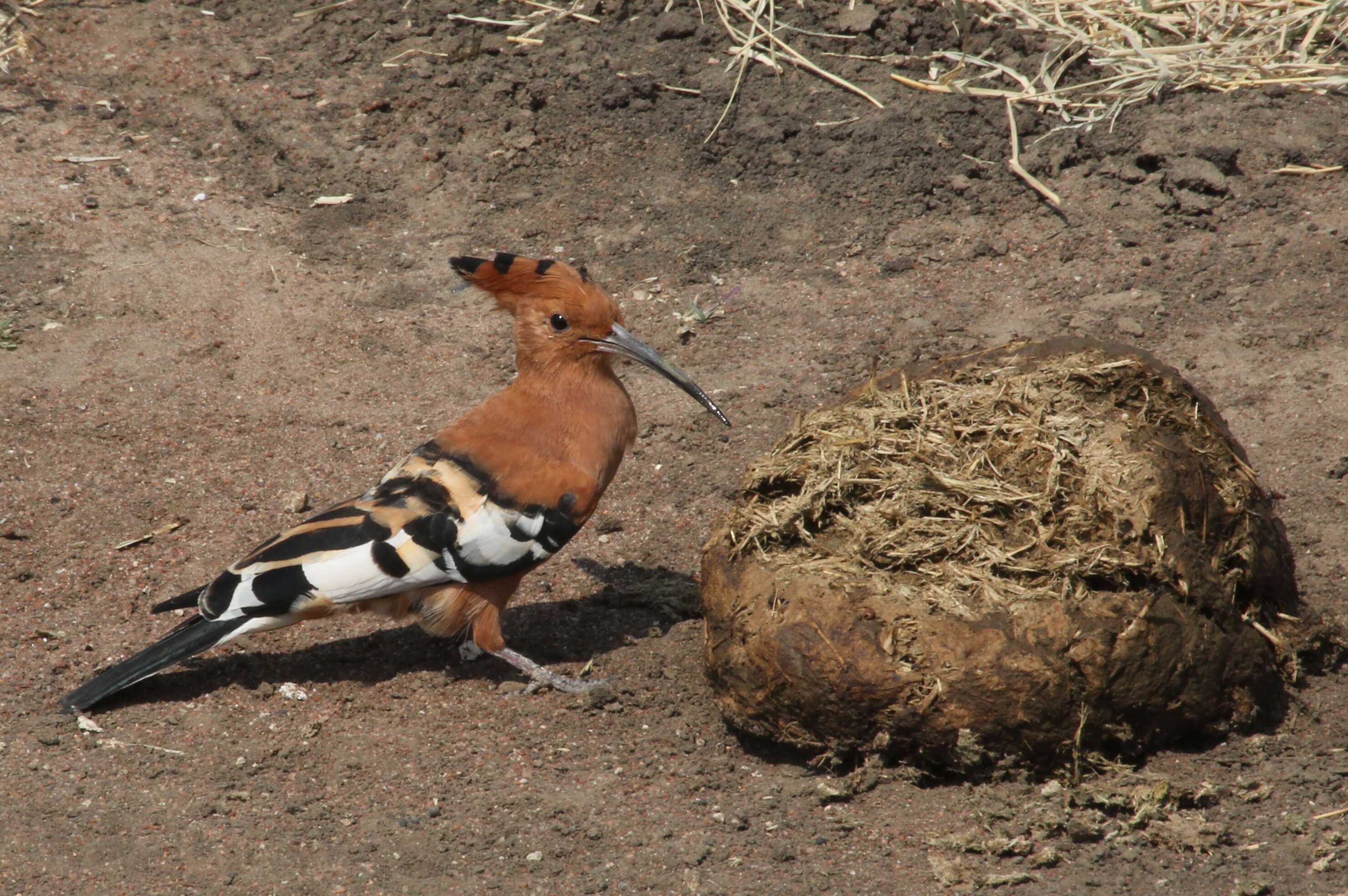 Image of hoopoes