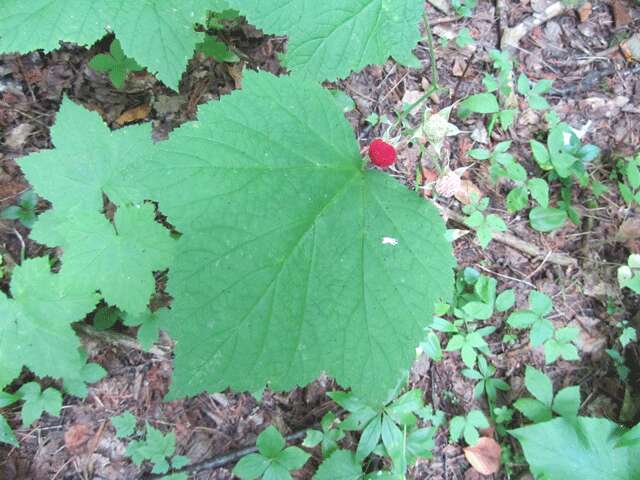 Image de Rubus occidentalis L.