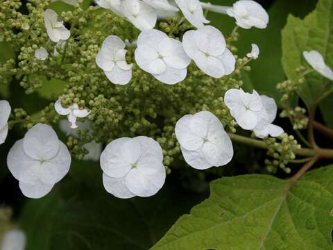 Image of hydrangea