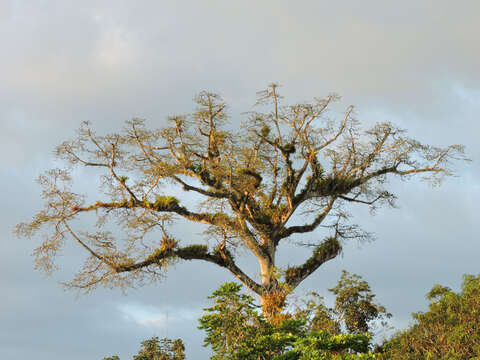 Image of kapoktree