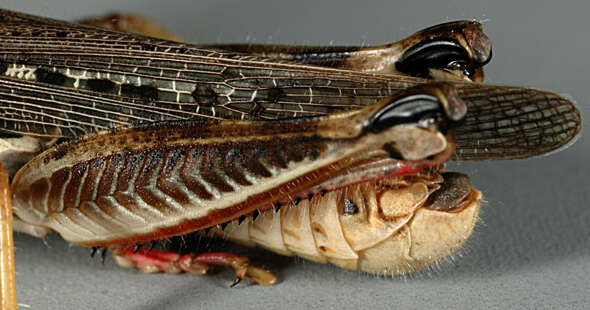 Image of Migratory Grasshopper