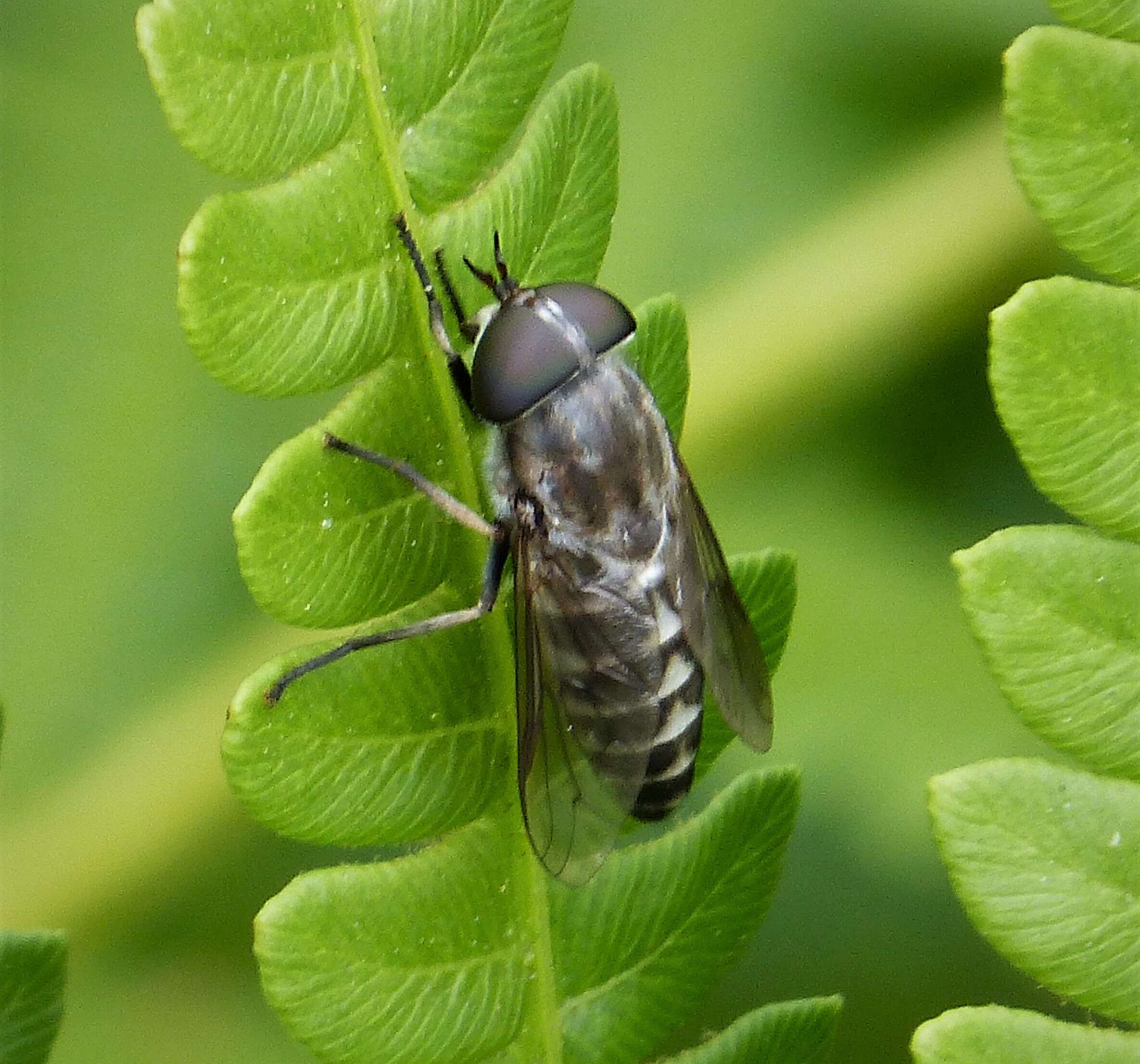 Plancia ëd Tabanus melanocerus Wiedemann 1828