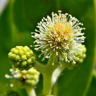 Image of mangrove