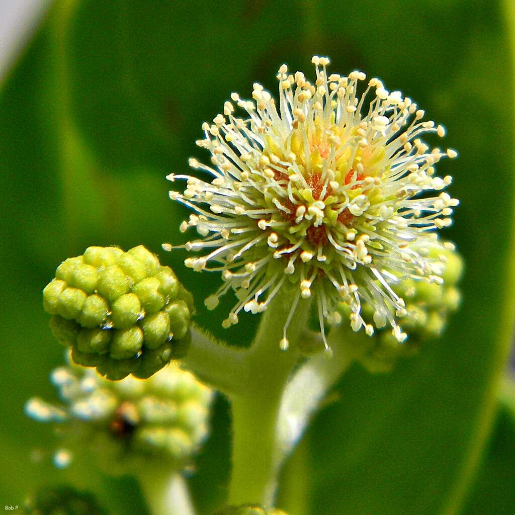 Image of mangrove