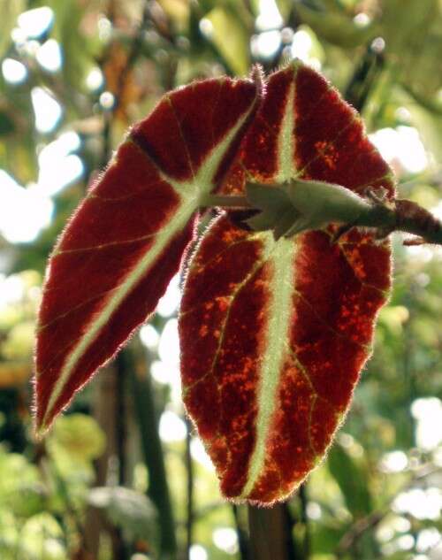 Слика од Begonia listada L. B. Sm. & Wassh.