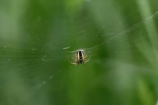 Image of Mangora acalypha (Walckenaer 1802)