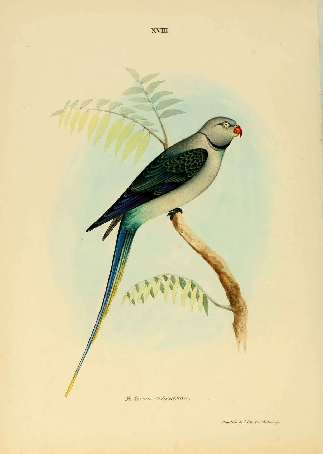 Image of Psittacula Cuvier 1800
