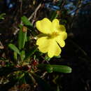 Image of Hibbertia bracteata (DC.) Benth.