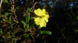 Image of Hibbertia bracteata (DC.) Benth.