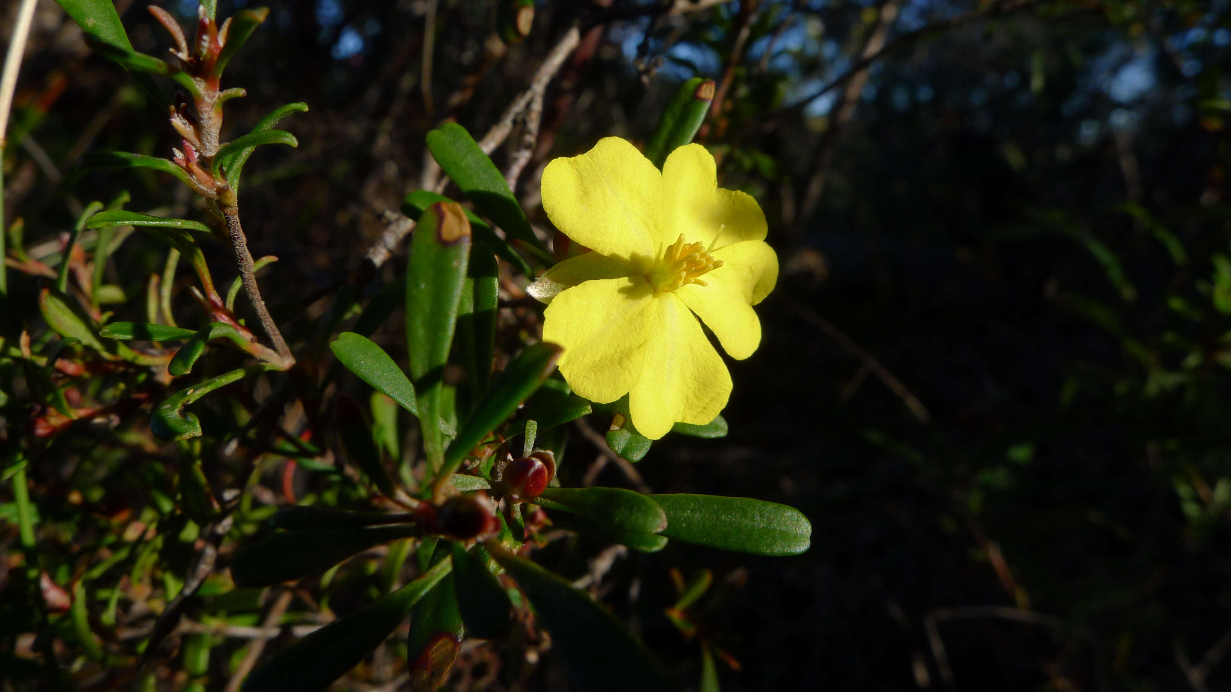 Image of Hibbertia bracteata (DC.) Benth.