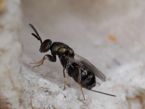 Image of torymid wasps